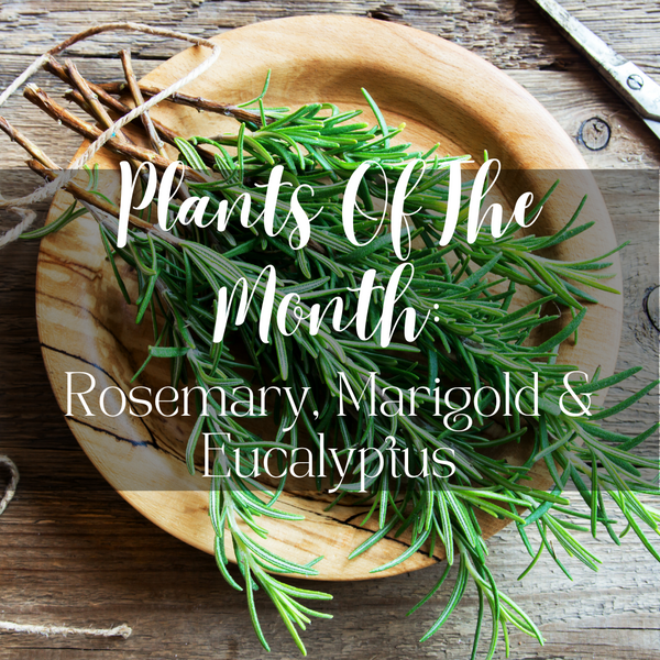 Plants Of The Month: Rosemary, Marigold & Eucalyptus