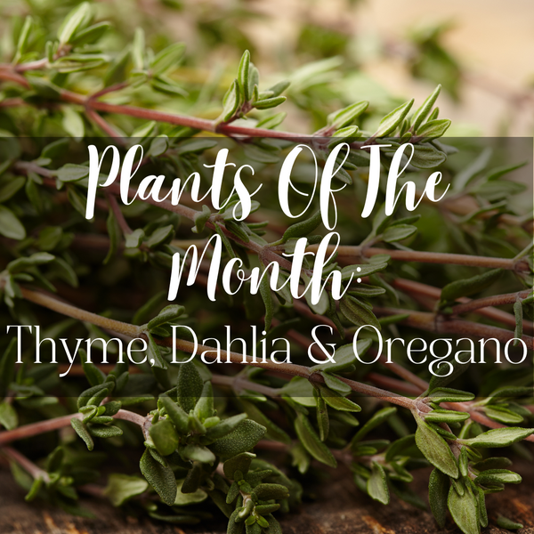 Plants Of The Month: Thyme, Dahlia & Oregano